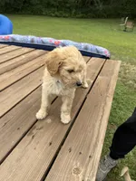 LOUIE/DARK BLUE, a male Goldendoodle for sale in Anoka, MN – 2 of 4