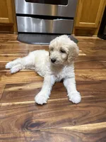 SOPHIE/RED, a female Goldendoodle for sale in Anoka, MN – 4 of 4