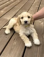 LEXIE/YELLOW, a female Goldendoodle for sale in Anoka, MN – 3 of 3