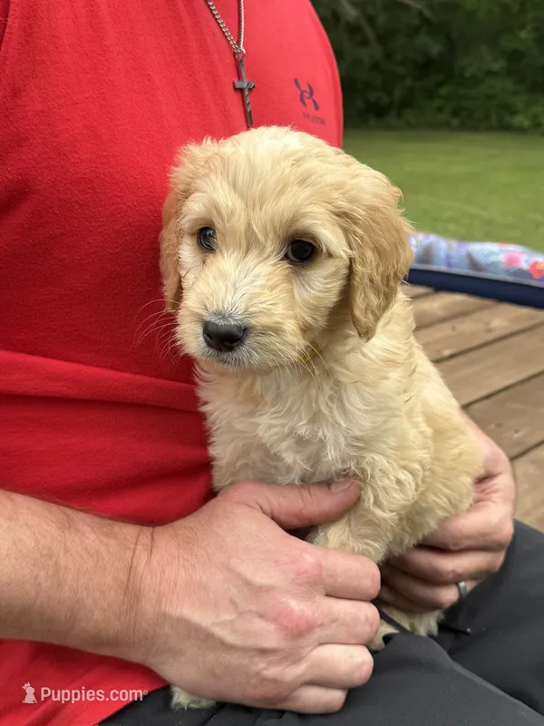 LEXIE/YELLOW – Goldendoodle puppy for sale in Anoka, MN