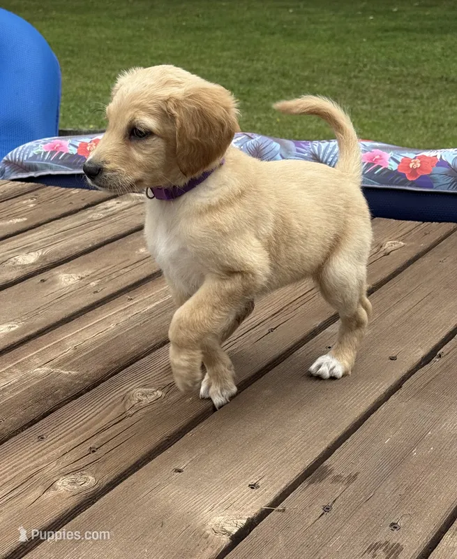 Jelly/Purple – Goldendoodle puppy for sale in Anoka, MN