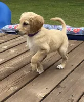 Jelly/Purple, a female Goldendoodle for sale in Anoka, MN – 1 of 4