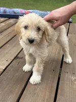 Cooper/ORANGE, a male Goldendoodle for sale in Anoka, MN – 2 of 2