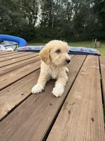 COOPER/ORANGE, a male Goldendoodle for sale in Anoka, MN – 2 of 3