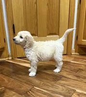 SOPHIE/RED, a female Goldendoodle for sale in Anoka, MN – 3 of 4