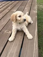 BUDDY/LIGHT GREEN, a male Goldendoodle for sale in Anoka, MN – 2 of 3
