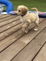 JELLY/PURPLE, a female Goldendoodle for sale in Anoka, MN – 3 of 3