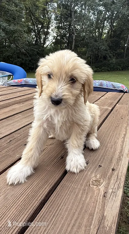 COOPER/ORANGE – Goldendoodle puppy for sale in Anoka, MN