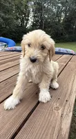 COOPER/ORANGE, a male Goldendoodle for sale in Anoka, MN – 1 of 3