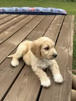 LEXIE/YELLOW, a female Goldendoodle for sale in Anoka, MN – 2 of 3
