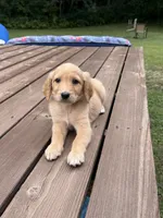 PEANUT BUTTER/DARK PINK, a female Goldendoodle for sale in Anoka, MN – 2 of 4