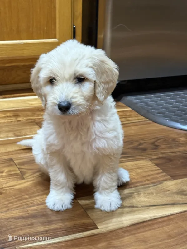 SOPHIE/RED – Goldendoodle puppy for sale in Anoka, MN
