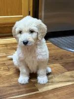 SOPHIE/RED, a female Goldendoodle for sale in Anoka, MN – 1 of 4