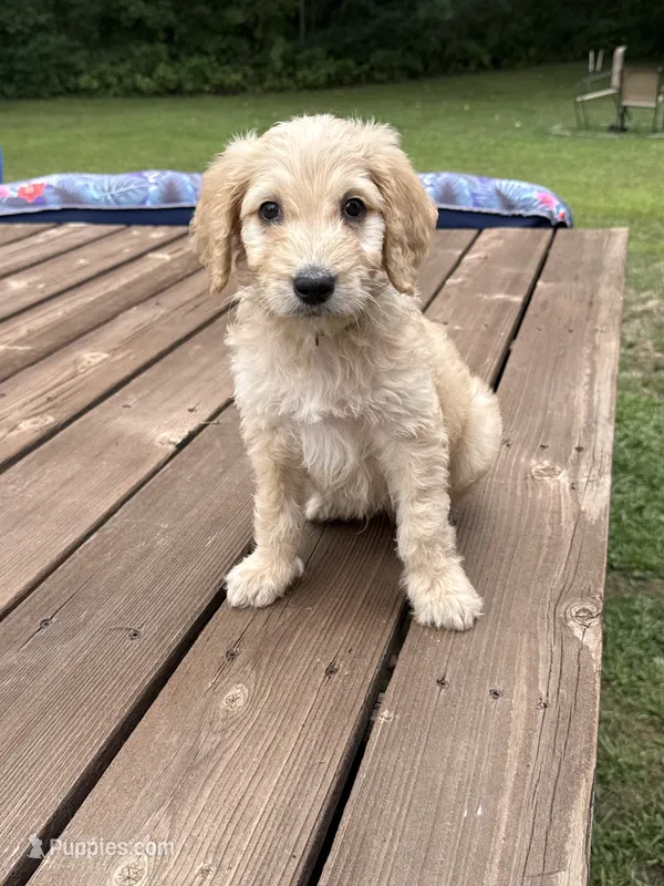 BUDDY/LIGHT GREEN – Goldendoodle puppy for sale in Anoka, MN