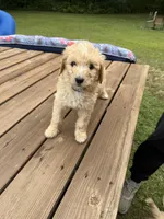 LOUIE/DARK BLUE, a male Goldendoodle for sale in Anoka, MN – 4 of 4