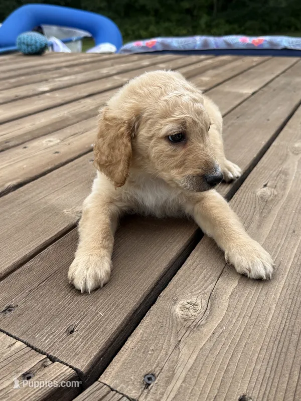 TOBY/DARK GREEN – Goldendoodle puppy for sale in Anoka, MN