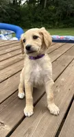 Jelly/Purple, a female Goldendoodle for sale in Anoka, MN – 3 of 4