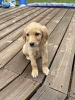 PEANUT BUTTER/DARK PINK, a female Goldendoodle for sale in Anoka, MN – 4 of 4