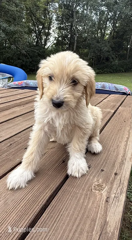 Cooper/ORANGE – Goldendoodle puppy for sale in Anoka, MN