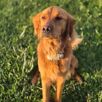 Yellow, a female Golden Retriever for sale in Blackfoot, ID – 4 of 5