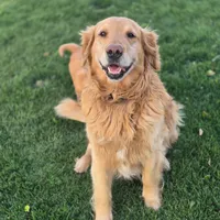 Yellow, a female Golden Retriever for sale in Blackfoot, ID – 5 of 5