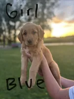 Yellow, a female Golden Retriever for sale in Blackfoot, ID – 2 of 5