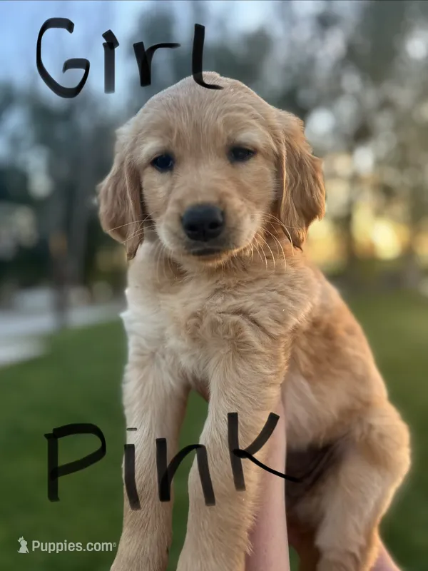 Yellow – Golden Retriever puppy for sale in Blackfoot, ID