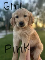 Yellow, a female Golden Retriever for sale in Blackfoot, ID – 1 of 5