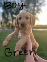 Yellow, a female Golden Retriever for sale in Blackfoot, ID – 3 of 5