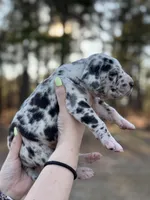 Lazarus , a male Great Dane for sale in Lumberton, NC – Photo 2 of 4