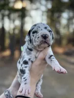 Lazarus , a male Great Dane for sale in Lumberton, NC – Photo 3 of 4