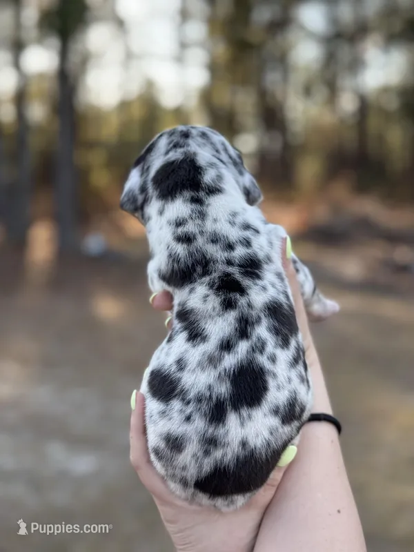 Lazarus  – Great Dane puppy on hold in Lumberton, NC