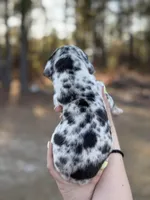 Lazarus , a male Great Dane for sale in Lumberton, NC – Photo 1 of 4