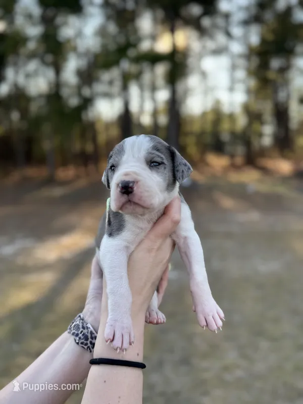 Loki – Great Dane puppy for sale in Lumberton, NC
