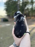 Luke, a male Great Dane for sale in Lumberton, NC – Photo 3 of 4