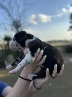 Luke, a male Great Dane for sale in Lumberton, NC – Photo 4 of 4