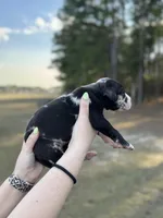 Luke, a male Great Dane for sale in Lumberton, NC – Photo 2 of 4