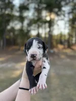 Luke, a male Great Dane for sale in Lumberton, NC – Photo 1 of 4
