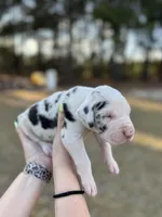 Lucky, a male Great Dane for sale in Lumberton, NC – Photo 4 of 4