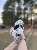 Lucky, a male Great Dane for sale in Lumberton, NC – Photo 2 of 4