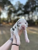 Lucky, a male Great Dane for sale in Lumberton, NC – Photo 1 of 4