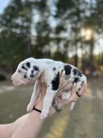 Lucky, a male Great Dane for sale in Lumberton, NC – Photo 3 of 4