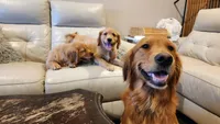 Energetic Golden Retriever Puppy, a female Golden Retriever for sale in Vancouver, WA – Photo 2 of 3