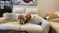 Energetic Golden Retriever Puppy, a female Golden Retriever for sale in Vancouver, WA – Photo 3 of 3