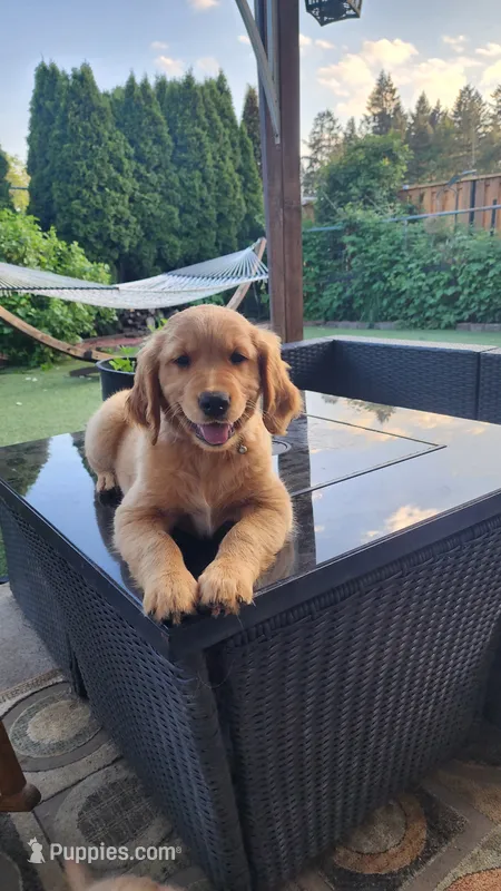 Energetic AKC Golden Retriever Puppy – Golden Retriever puppy for sale in Vancouver, WA