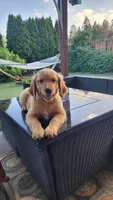 Energetic AKC Golden Retriever Puppy, a female Golden Retriever for sale in Vancouver, WA – 1 of 4