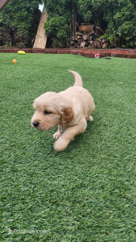 Energetic Golden Retriever Puppy – Golden Retriever puppy for sale in Vancouver, WA