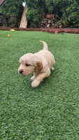Energetic Golden Retriever Puppy, a male Golden Retriever for sale in Vancouver, WA – Photo 1 of 2