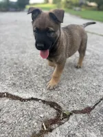 Sandra, a female Belgian Malinois and German Shepherd Dog for sale in Decatur, IN – 3 of 7