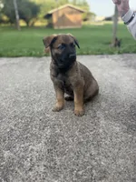 Cleo, a female Belgian Malinois and German Shepherd Dog for sale in Decatur, IN – 1 of 10
